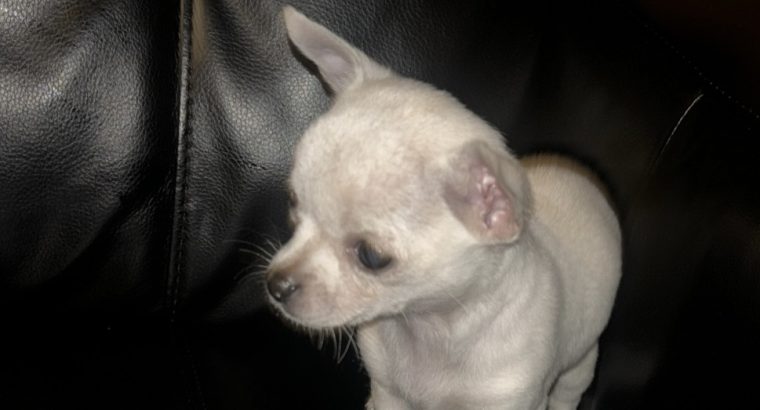 Chihuahua pup , friendly white pup loves kids