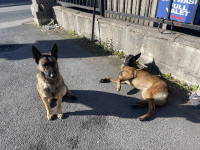 Belgian Malinois in Bluebell – Vaccinated Pup