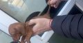 Miniature Dacshound Puppy for Sale,