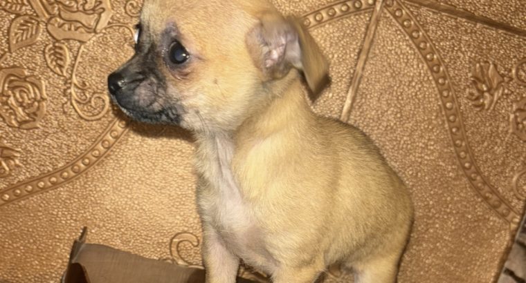 Chihuahua pup , friendly white pup loves kids