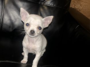 Chihuahua pup , friendly white pup loves kids