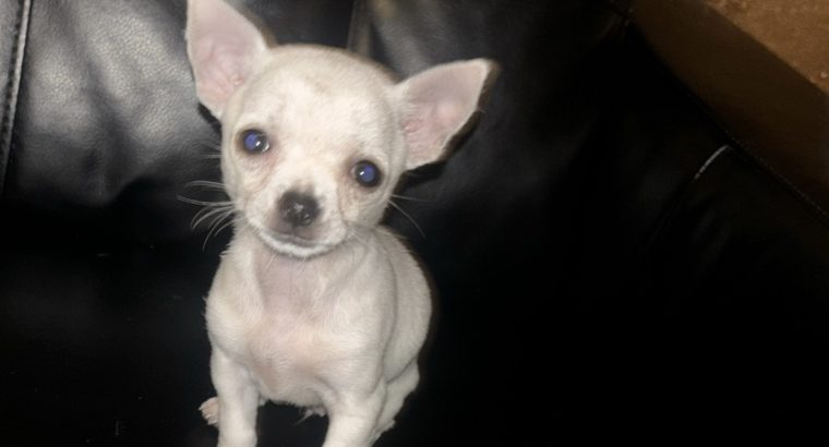 Chihuahua pup , friendly white pup loves kids