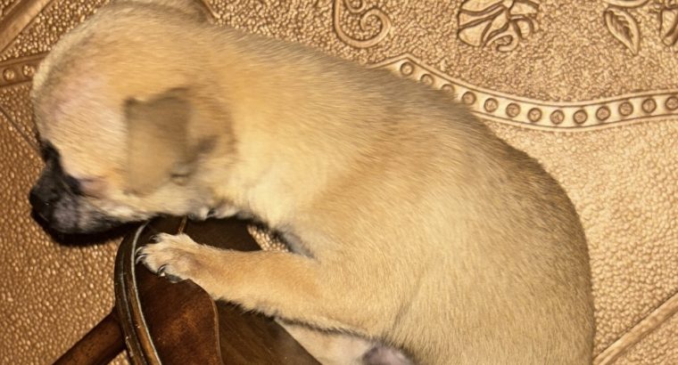 Chihuahua pup , friendly white pup loves kids