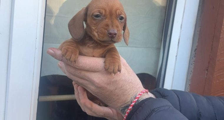 Miniature Dacshound Puppy for Sale,