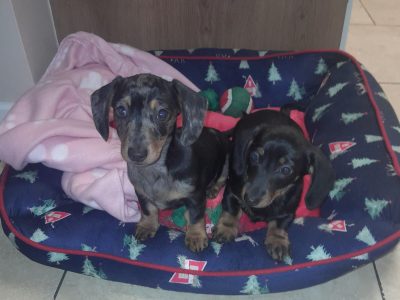 Miniature Dachshund Puppies in Roscommon