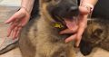 German shepherd pups for sale