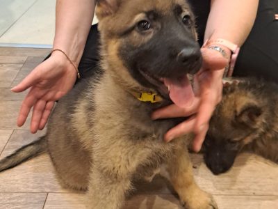 German Shepherd Pups for Sale in Finglas