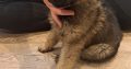 German shepherd pups for sale