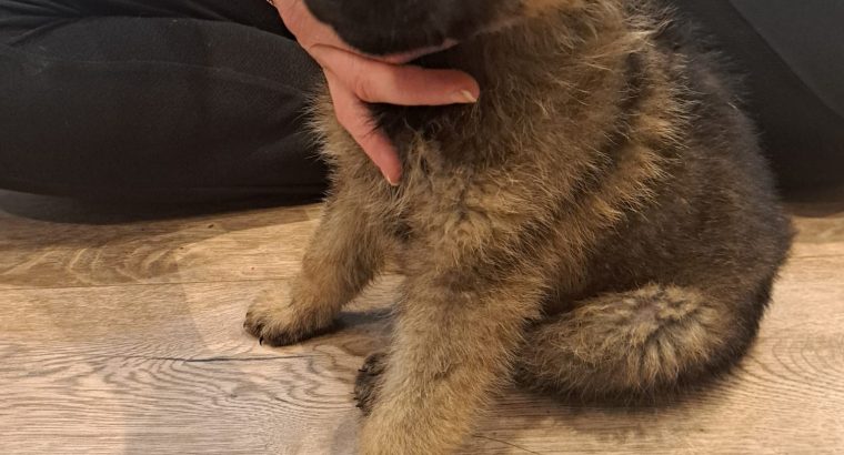 German shepherd pups for sale