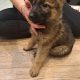 German shepherd pups for sale