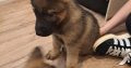 German shepherd pups for sale