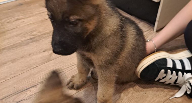 German shepherd pups for sale