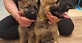 German shepherd pups for sale