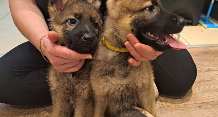 German shepherd pups for sale