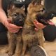 German shepherd pups for sale