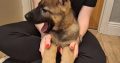 German shepherd pups for sale