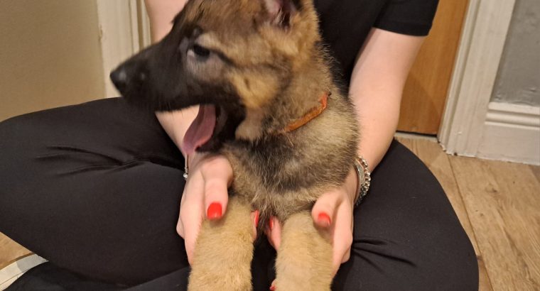 German shepherd pups for sale