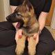 German shepherd pups for sale