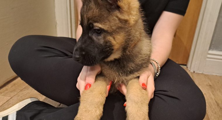 German shepherd pups for sale