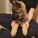 German shepherd pups for sale