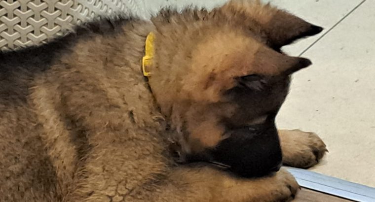 German shepherd pups for sale