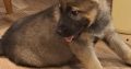 German shepherd pups for sale