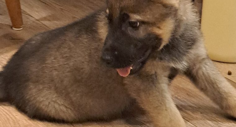 German shepherd pups for sale