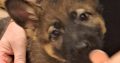 German shepherd pups for sale