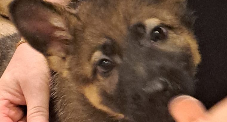 German shepherd pups for sale