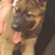 German shepherd pups for sale