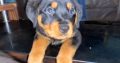 IKC Rottweiler pups for sale