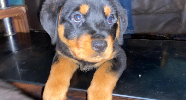 IKC Rottweiler pups for sale