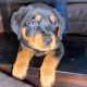 IKC Rottweiler pups for sale