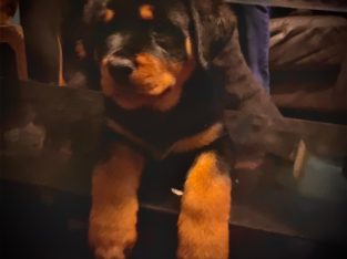 IKC Rottweiler pups for sale