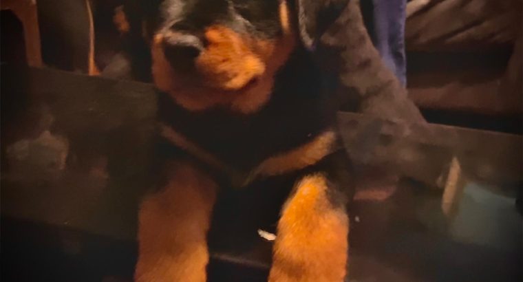 IKC Rottweiler pups for sale