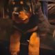 IKC Rottweiler pups for sale