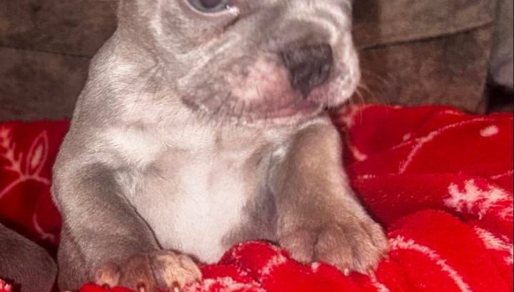 Top Bloodline French Bulldogs