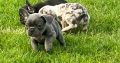 Top Bloodline French Bulldogs