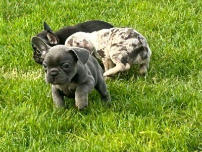 French Bulldogs in Galway – Stunning Bloodlines
