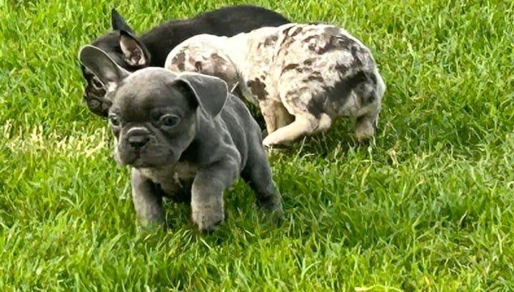 Top Bloodline French Bulldogs