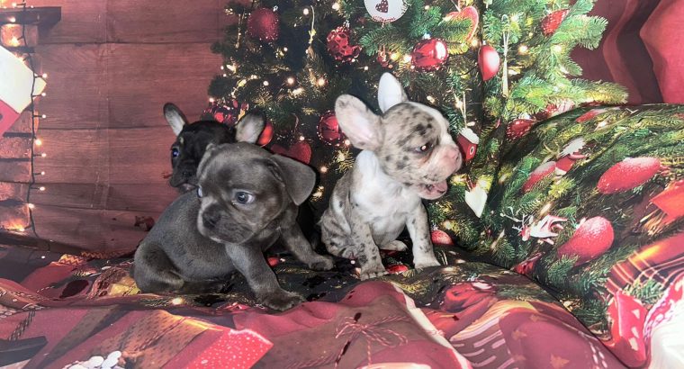 Top Bloodline French Bulldogs