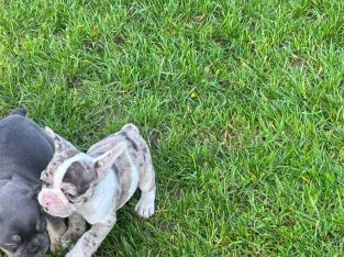 Top Bloodline French Bulldogs