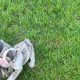 Top Bloodline French Bulldogs