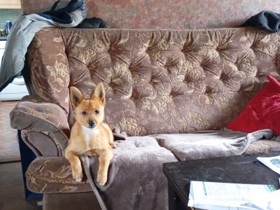 Jackaranian Pup for Sale in Tullamore – IKC Registered
