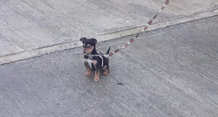 Jack Russell Pups