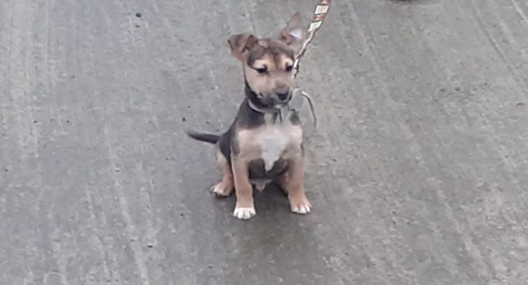 Jack Russell Pups