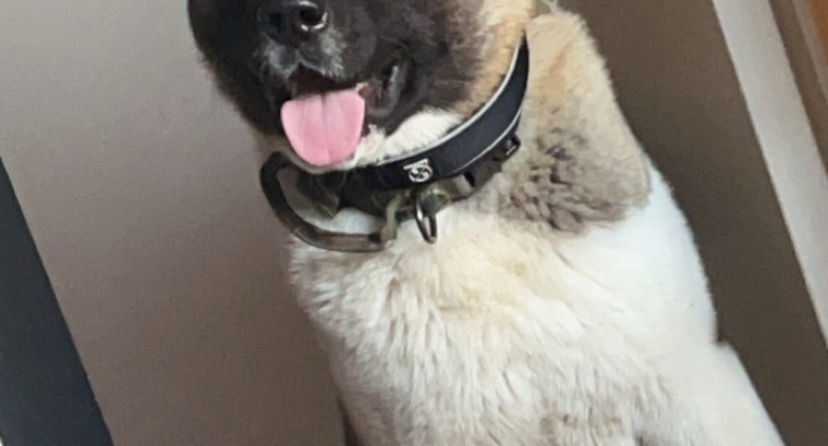 American Akita boy 9 months old £400