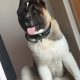 American Akita boy 9 months old £400