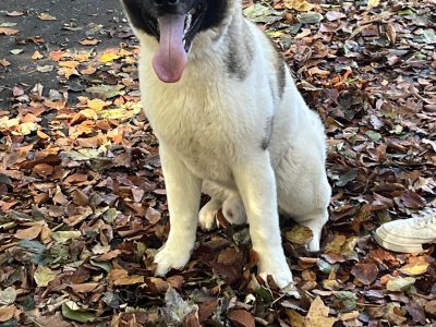 American Akita in Newry – Loyal Family Friend