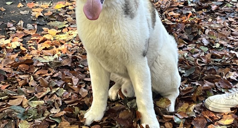 American Akita boy 9 months old £400